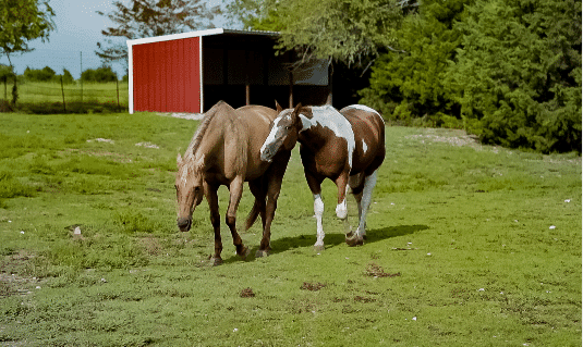 Equine Therapy